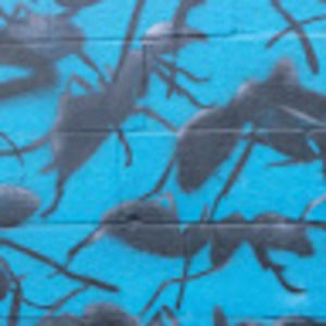 Meet your Posher, Lacey